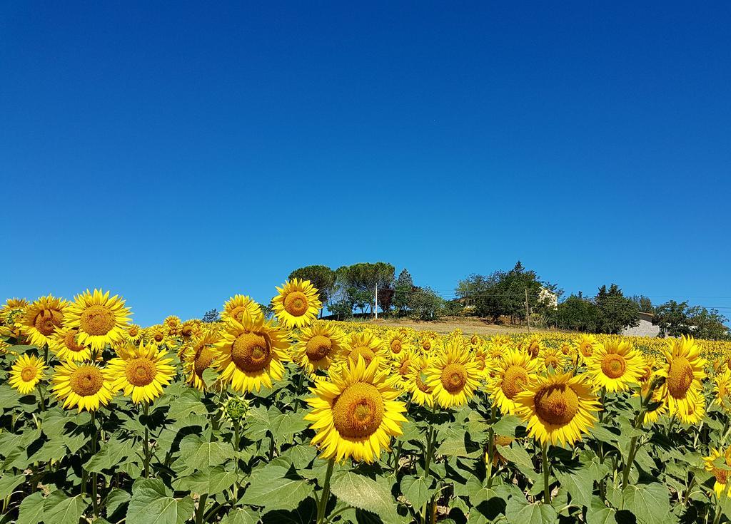 Agriturismo Il Catrino Ponteginori エクステリア 写真