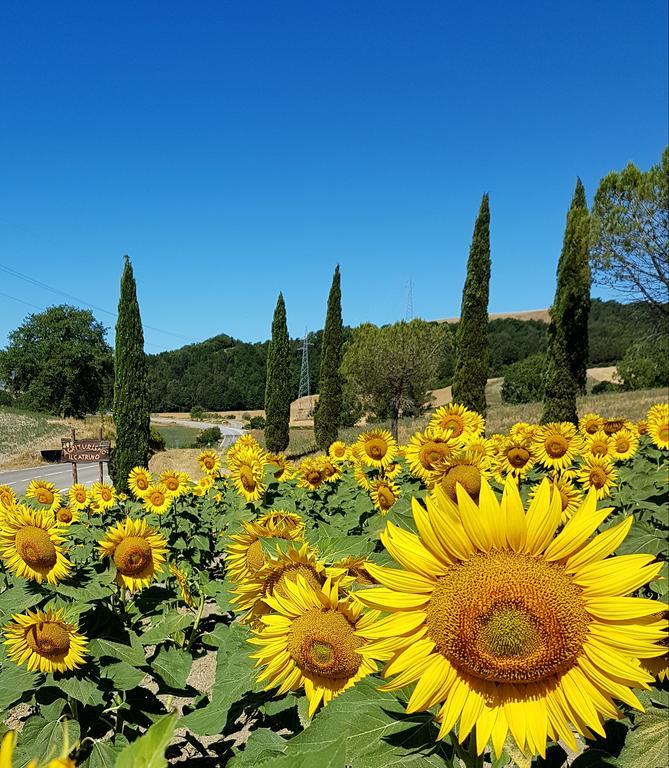 Agriturismo Il Catrino Ponteginori エクステリア 写真